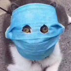 Giroro_Yamero's Avatar'