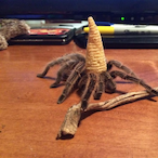 chilldogbenn's Avatar'