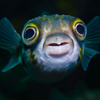 flyingfish18's Avatar'