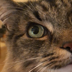 Mrs Mini Alex's Avatar