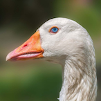 Imabreadbird's Avatar'