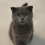 PiforYJY's Avatar'