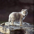Rogue.Cub.'s Avatar'