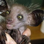 LittleBoiJon's Avatar'