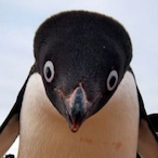 PingWingles's Avatar'
