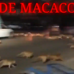 ALERTA_MACACO's Avatar'