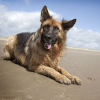 BrokeTiger's Avatar'