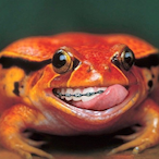 The-Trutle's Avatar'