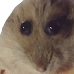 imatododile's Avatar'