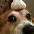 Army_bulldog's Avatar'