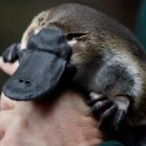 Platypus.112's Avatar'