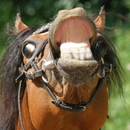 hopudfraenbro's Avatar'