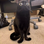 Hndgun.Lost's Avatar