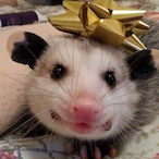 dead.possum's Avatar'