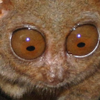 NinjaMounkeyMan's Avatar'