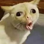 Cat.Yum_.-'s Avatar'