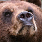 MadBear87's Avatar'