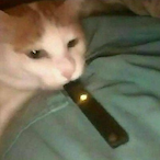 Catlp's Avatar'