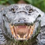 Stalin_My_Dude's Avatar