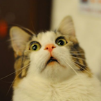 OMeGawd.'s Avatar'