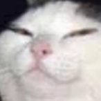 succandfucc's Avatar'