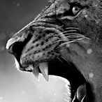 SeroDerBerIiner's Avatar'