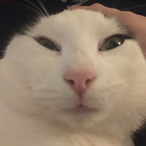 BeastCookie21's Avatar'