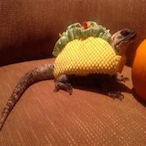 taco-lizard's Avatar'