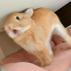 boringnyankitty's Avatar'