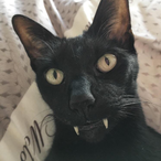 GladiusGaming's Avatar