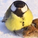 GreatTit_'s Avatar'
