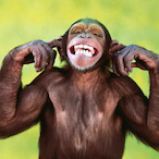 moknezy's Avatar'