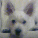 Spin3t.'s Avatar'