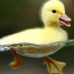 LordTom1776's Avatar'