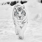 Icytigerxo's Avatar'