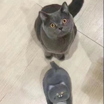 FrankieYau's Avatar'