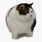 Garfieldisdoc's Avatar'