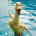 Baranock's Avatar'