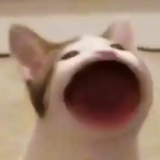 MidoRi_728's Avatar'