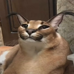 FunnyCatFloppa's Avatar'