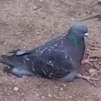 wetpeanuts's Avatar'