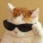 Cat_Sunglass's Avatar'