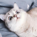 liuyoumoo's Avatar'