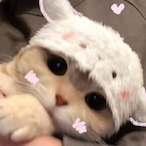 TY-CANDY's Avatar'