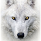 Vargo_225's Avatar'