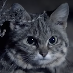 CuriousWildCats's Avatar'