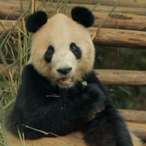 ARCHERx141's Avatar'