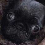 Orangeberries6's Avatar'