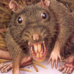 Temple_Rat's Avatar'