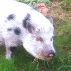 TyronDante's Avatar'